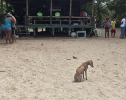 Starving dog was ignored every day in front of a police station