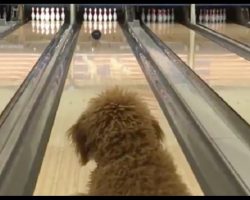 Puppy’s Family Owns A Bowling Alley, Teaches Him To Bowl And Catches It All On Video