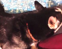 Husky Is Upset With Mom And Won’t Look At Her, Until Mom Starts Singing Her Favorite Song