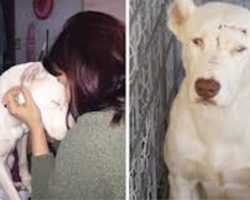 Abused Dog Wakes Rescuer Up In The Middle Of The Night To Say “Thank You”