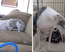 Dog Owners Returned From Vacation To Realize What Sitter Really Did While They Were Gone