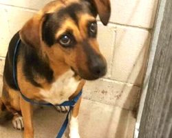 Family Dumps Dog At High-Kill Shelter So They Could Take A New Dog On Vacation