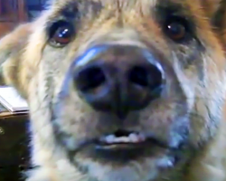 Some Argue That This Is The Best Dog Video Ever Made. Do You Agree?