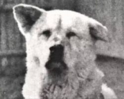 The Story Of Hachikō, The Most Loyal Dog In The World