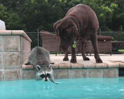 Raccoon Thinks About Getting In The Pool, And The Dog Shows Up And Convinces Him