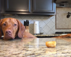 Doggo Can’t Resist Tater Tot, But It’s The Audio That Has Everyone In Stitches