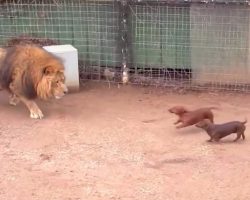 Lion and Wiener Dog Have Grown Up Together and Their Friendship Will Warm Your Heart