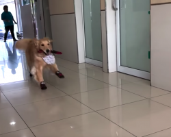 Golden Retriever Basically Treats The Vet’s Office As If It’s The Playground