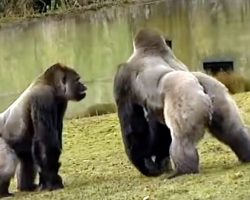 Gorilla Delights Zoo-Goers With His Human-Like Swagger