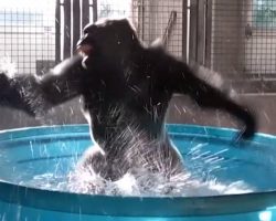 Funky Gorilla Doesn’t Hold Back When She Enters The Swimming Pool