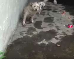 Two Dogs Cried Out For Help From The Sewer Until Someone Heard Them