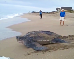 World’s Largest Sea Turtle Surfaces From Ocean, Stuns People With Her Beauty