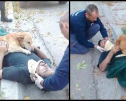 Worried Rescue Dog Laid On Top Of Unconscious Owner To Protect Him Til The Paramedics Arrived