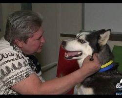 Woman Finally Decides To Give Man His Missing Service Dog Back. The Reunion Is Pure Magic!
