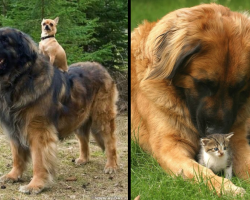 16 Images That Prove Leonbergers Are Too Majestic And Pure For This World