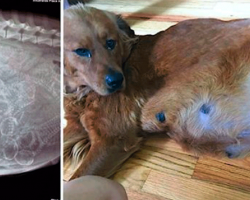 Pregnant Dog Has Giant Belly, But When Puppies Keep Coming, Mom Realizes X-Rays Were Wrong