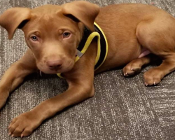 911 Call Center Adopts 3-Month-Old Rescue Puppy As Their Newest Dispatcher