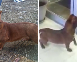 A Pit Bull and Weiner Dog Had A Baby And You Need To See The Result!