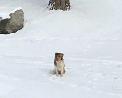 Abandoned Dog Waits 5 Days in the Cold for Her Family to Come Back for Her