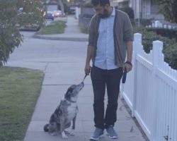 Man Goes To Shelter And Saves Elderly Dog. One Day On A Walk, It Stops And Stares Up At Him