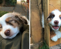 17 Reasons Australian Shepherds Are The Absolute Worst