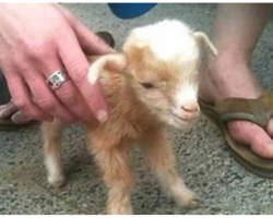 Video Of Baby Goats Is So Darn Cute, It’s Breaking The Internet