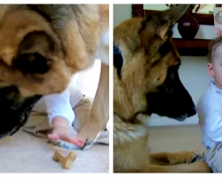 Baby Steals Treat From German Shepherd, Dad Captures Dog’s Reaction On Camera