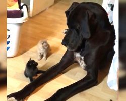 Gentle Great Dane Makes Friends With Curious Kittens And It’s Absolutely Adorable
