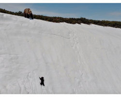 Baby Bear’s Inspiring Struggle To Keep Up With His Mother Captivates The World