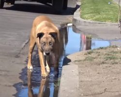 Blind Homeless Dog Survived In The Streets For Ten Years Until He Was Finally Rescued