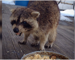 Blind Raccoon Visits Woman For Years, Then Shows Up With The Cutest Body Guards