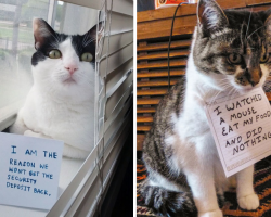 17 Very Bad Cats Hilariously Fessing Up To Their Crimes