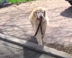 Senior Dog Grabs His Leash Every Day To Go See His Favorite Person