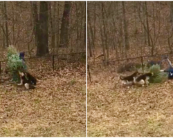 Dad Has Hilarious Wrestling Match With Dogs and His Wife Is In Hysterics