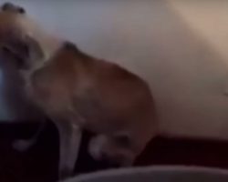 Dog Rescued From Abuse Won’t Stop Facing Wall, Until Another Dog Steps In