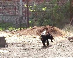 Dog Gets Chased Around Yard By ‘Vicious’ Killer, And It’s Funny Beyond Words