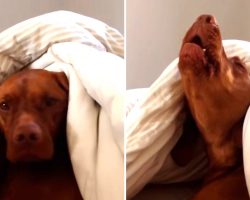 Lazy Dog Hates The Morning Alarm, Shows His Disapproval And It’s Pure Comedy