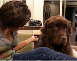 Newfoundland Is Upset With Owner, Finally Forgives Her In Heart-Melting Moment