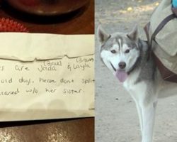 Dogs Abandoned At Dog Park With All Their Toys – And The Saddest Note Ever