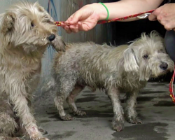 Best Friends Cried For Help From The Sewer, Refusing To Leave Each Other’s Side