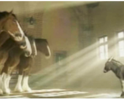 Tiny Donkey Wants To Be A Budweiser Clydesdale So He Tries To Prove His Worth