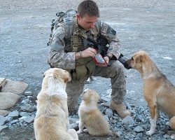 Everyone Has Their Own Superhero. For This Soldier, It Was These Three Dogs