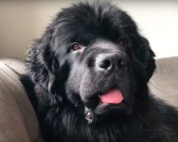 Dog Makes Amusing Facial Expression Every Time He Hears The Word “Water”