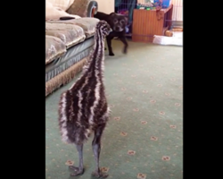 Baby emu loses it when the dog walks into the room for the first time