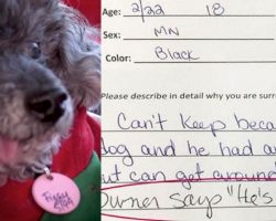 Couple Surrenders Dog Near The End Of His Life To Shelter Because He’s ‘Stupid’