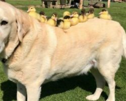 9 Adorable Ducklings Become Orphans, Gentle Labrador Steps In To Become Their Mom