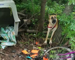 Someone Left A Dog Tied In The Woods With Empty Bowls And A Crate For Survival