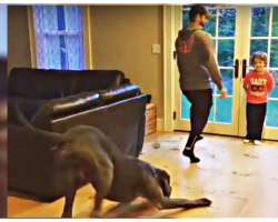 Great Dane Sees Owner Exercising, Mimics His Moves In Rip-Roaring Video