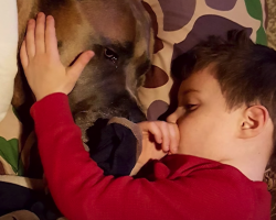 Dog Learns To Walk Again So He Can Be With His Little Buddy