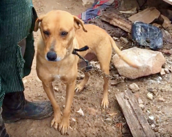 Dog Who Spent Life On A Chain Finally Feels The Wind On His Face As He Runs Free